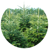 Sapins Noël naturels fournisseur Abies Nordmann Epicéa